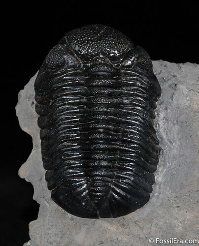Inch Prone Silica Eldredgeops Trilobite #488